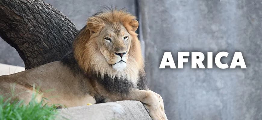 Africa