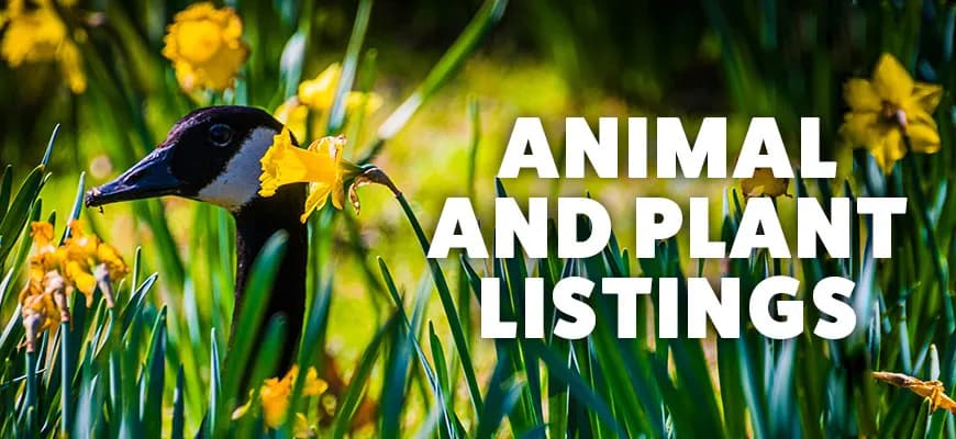 Animals & Plants