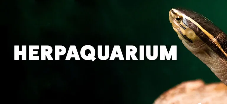HerpAquarium