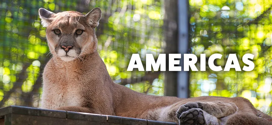 The Americas